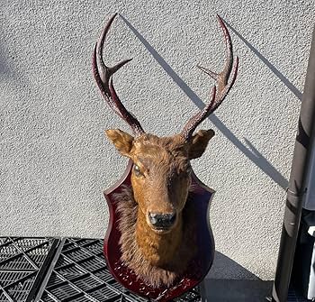 Amazon.co.jp: 鹿剥製インテリアアンティーク鹿の角鹿角置物